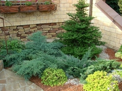 Juniperus squamata 'Meyeri' - Elegancia Plateada para Tu Jardín - Plantas para Regalar | Plantas a Domicilio | Paisajismo Biotienda