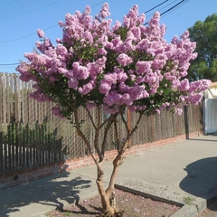 Árbol de Lagerstroemia indica, conocido como Crespón, con abundantes flores rosas.