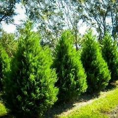 Leylandii Golden precio