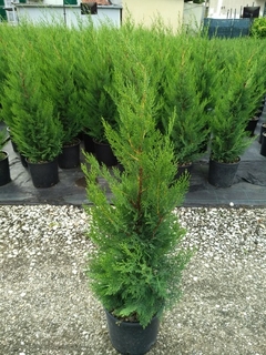 LEYLANDII VITO