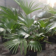 Planta Latania Palmera en macetas, con hojas verdes brillantes y frondosas en un entorno de invernadero.