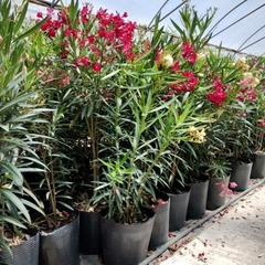 Vivero con laurel de flor en macetas, mostrando plantas para cerco vivo.