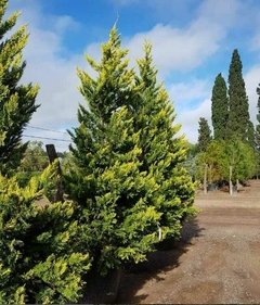 Ejemplares grandes de Leylandii Golden, con un follaje dorado y verde, ideales para cercos de crecimiento rápido.