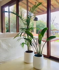 plantas para balcones