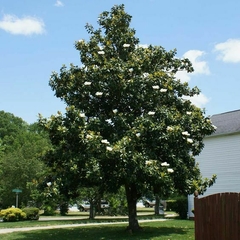 Magnolia grandiflora en jardín