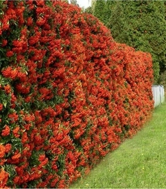 Plantas para cercos vivos - Plantas para Regalar | Plantas a Domicilio | Paisajismo Biotienda