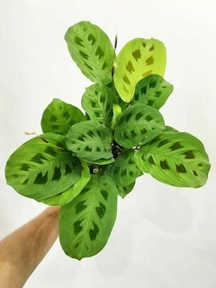 calathea planta 