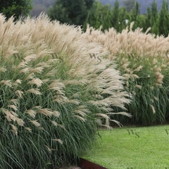 Plantación de Miscanthus sinensis, una gramínea ornamental con espigas beige y follaje verde vibrante en un jardín.