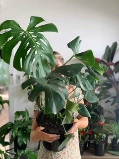 Una persona sostiene una planta grande de Monstera en una maceta negra, rodeada de otras plantas en un espacio interior luminoso.