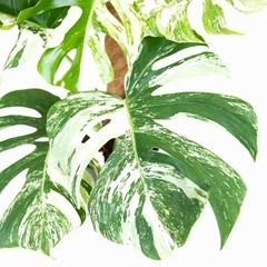 Monstera Variegada verde y blanca