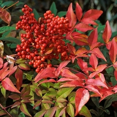 Planta Nandina Doméstica con hojas rojas y racimos de bayas rojas, ideal para jardines y paisajismo.