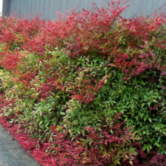 Arbusto de Nandina Doméstica con hojas verdes y rojas, ideal para jardines y paisajismo.