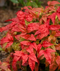 Planta Nandina Fire Power con hojas de colores rojo intenso y verde, ideal para decorar jardines.