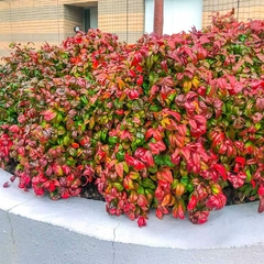 Arbusto de Nandina Fire Power con hojas de colores rojo y verde, ideal para decoración de jardines.