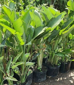 Plantas de Strelitzia Nicolai de gran tamaño en macetas, perfectas para decoración de interiores y exteriores.