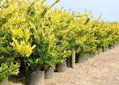 Arbustos de Olea Texana Aurea Amarilla en macetas, ideales para cercos vivos en jardines.