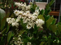 Rama de Olea Texana con flores blancas y hojas verdes, ideal para cercos vivos.