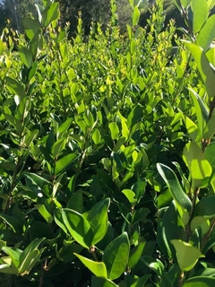 Arbustos de Olea Texana con hojas verdes brillantes, ideales para cercos vivos.