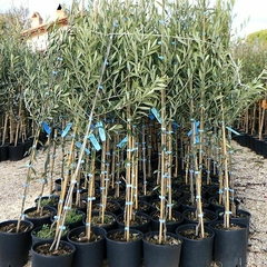 Árboles de olivo en macetas, listos para ser plantados en jardines, terrazas y balcones.