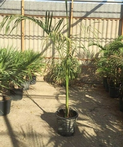 palmera real cubana