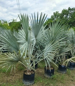 Palmera Bismarckia Nobilis, conocida como palmera azul grande, en macetas con hojas amplias y ornamentales.