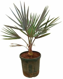 Palmera Bismarckia Nobilis en maceta, con hojas largas y en forma de abanico.