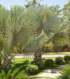 Palmera Bismarckia Nobilis, una planta exótica con hojas en forma de abanico, ideal para jardines.