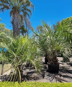 Palmeras Butia grandes en macetas, perfectas para embellecer jardines, con un cielo despejado de fondo.