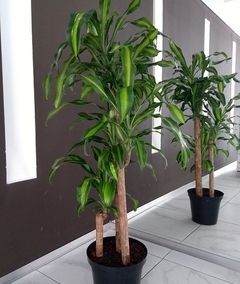 dracena fragans