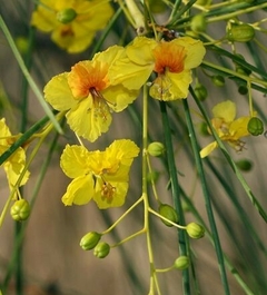 Palo Verde flor