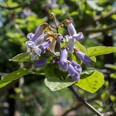 arbol de kiri flor