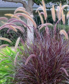 Macizo ornamental de Pennisetum rubrum con espigas de color púrpura y crema, ideal para embellecer jardines.