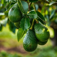 Frutos de aguacate (Persea Americana) colgando de una rama con hojas verdes brillantes.