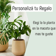 plantas para regalar online personaliza tu regalo