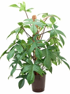 Philodendron erubescens 'Lancianum