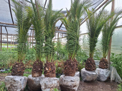 Palmeras grandes en un vivero, ideales para jardinería, mostrando su follaje exuberante y troncos robustos.