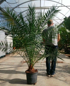 phoenix canariensis palmera canaria