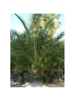 Phoenix Reclinata﻿ comprar