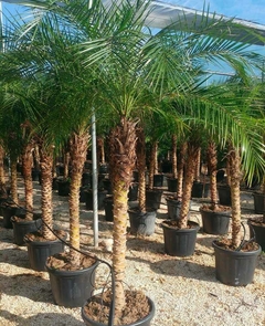 palmera pigmea xxl