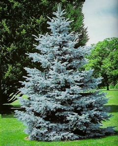 Árbol de Navidad con hojas azuladas en un jardín verde.