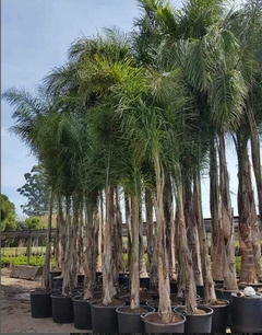 Ejemplares de palmeras Pindó (Syagrus romanzoffiana) en macetas, ideales para decorar jardines.