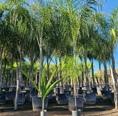 Palmeras Syagrus romanzoffiana en vivero, ideales para jardines tropicales, con varias macetas visibles.