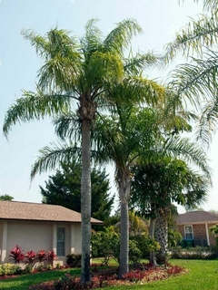 Palmera Pindó (Syagrus romanzoffiana) en un jardín, destacando sus frondas verdes y troncos altos.