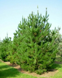 pinus radiata