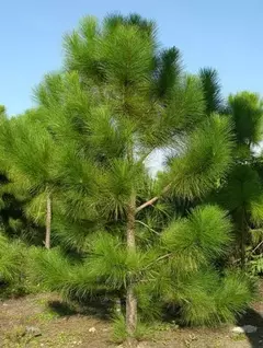 Árbol de Pino Eliottis, caracterizado por su follaje verde y su estructura resistente.