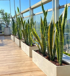 plantas para balcones