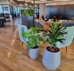 Plantas para oficinas