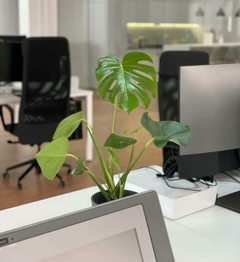 plantas para interiores de oficina