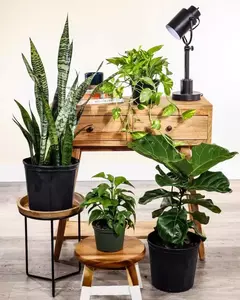 plantas para interiores sombra