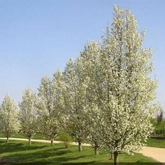 Pyrus calleryana árbol de floración blanca